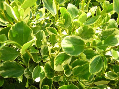 GRISELINIA littoralis Variegata
