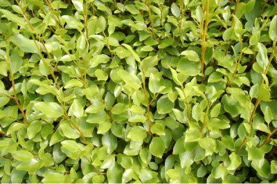 GRISELINIA littoralis