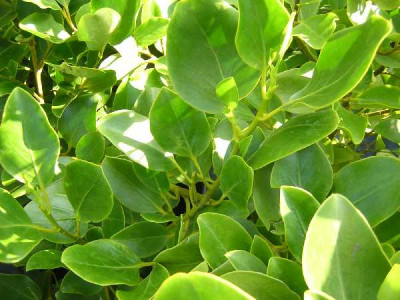 GRISELINIA lucida
