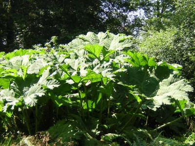 GUNNERA manicata