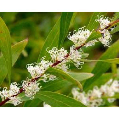 HAKEAS salicifolia