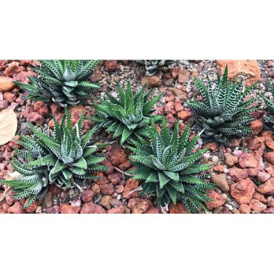HAWORTHIA  Varies