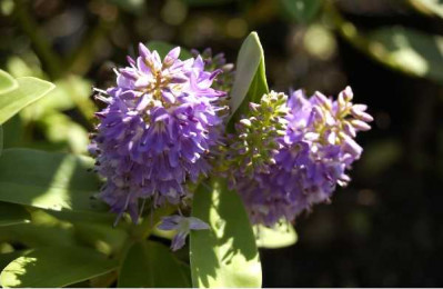 HEBE andersonii Franciscana blue gem