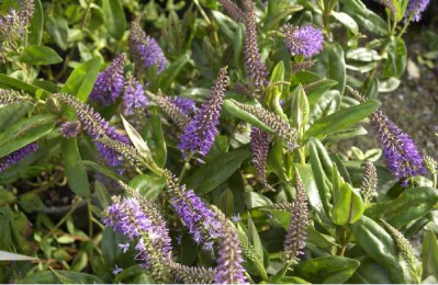 HEBE andersonii Ouessant
