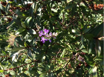 HEBE  Autumn glory