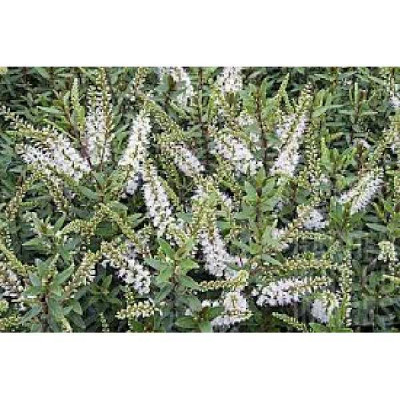 HEBE bishopiana Champagne