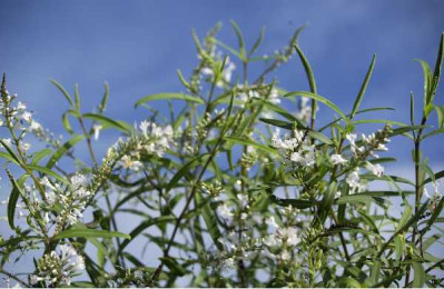 HEBE  Microphylla
