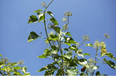 HEDERA helix Arborescens