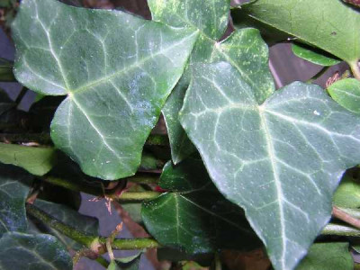 HEDERA helix Hibernica
