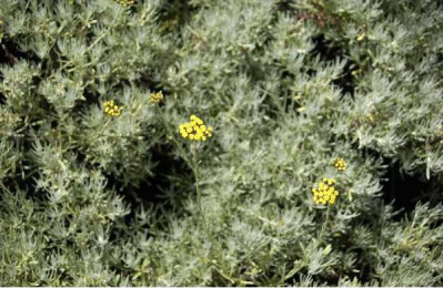 HELICHRYSUM