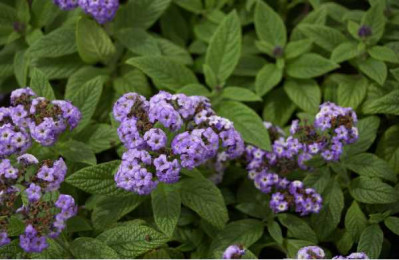 HELIOTROPE