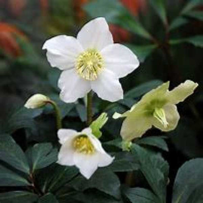 HELLEBORE  Niger