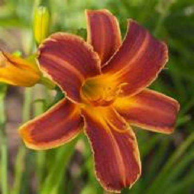 HEMEROCALLIS Everydaylily red®