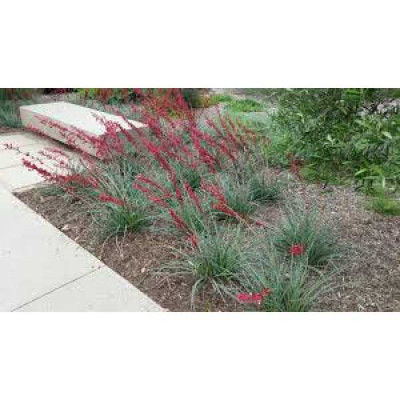 HESPERALOE parviflora