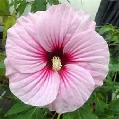 HIBISCUS palustris (moschetos) Carrousel® pink candy