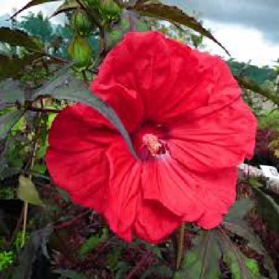 HIBISCUS palustris (moschetos) Carrousel ® red wine