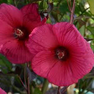 HIBISCUS palustris (moschetos) Planet ® griotte