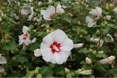 HIBISCUS syriacus Red heart