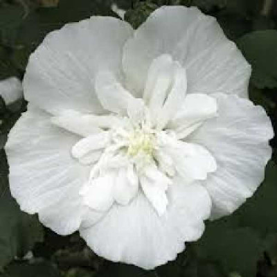 HIBISCUS syriacus White chiffon ®
