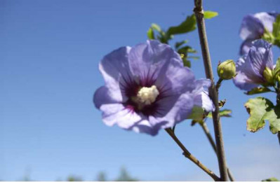 HIBISCUS syriacus Ultramarine ®
