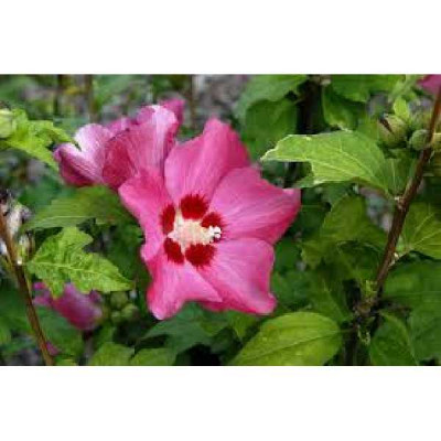 HIBISCUS syriacus Woodbridge