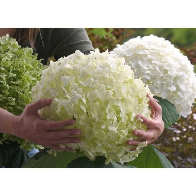 HYDRANGEA annabelle Strong