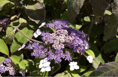 HYDRANGEA aspera Villosa