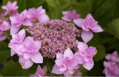 HYDRANGEA  Jogosaki rose