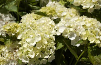HYDRANGEA macrophylla Blanc