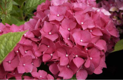 HYDRANGEA macrophylla Rouge