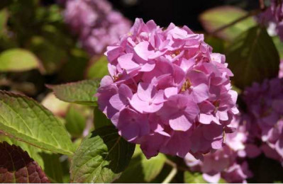 HYDRANGEA macrophylla Endless summer ® rose