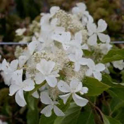 HYDRANGEA paniculata Levana®