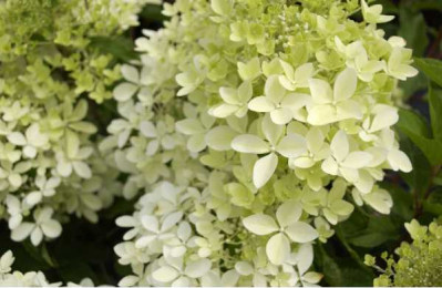 HYDRANGEA paniculata Phantom