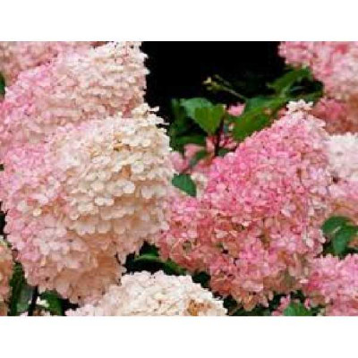 HYDRANGEA paniculata Sundae fraise ®