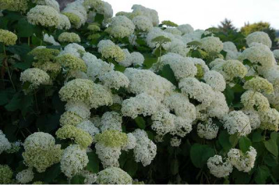 HYDRANGEA annabelle