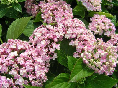 HYDRANGEA  Ayesha