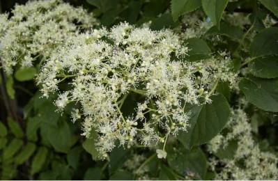 HYDRANGEA petiolaris