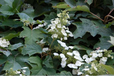 HYDRANGEA quercifolia