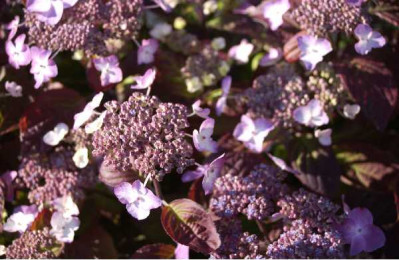 HYDRANGEA serrata Avelroz ®