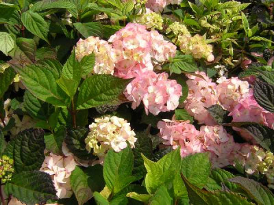 HYDRANGEA serrata Preziosa