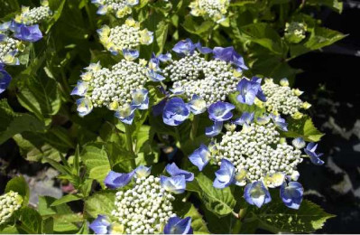HYDRANGEA teller Bleu