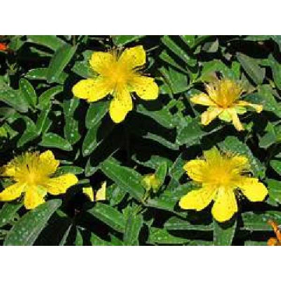 HYPERICUM calycinum