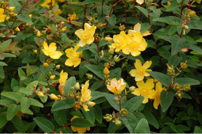 HYPERICUM hidcote