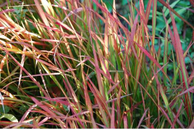 IMPERATA cylindrica Red baron