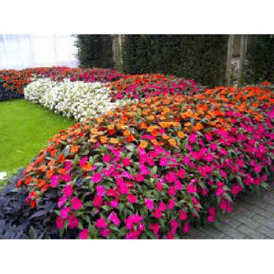 IMPATIENS nouvelle guinee Sunpatiens ®