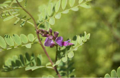 INDIGOFERA heterantha geradiana