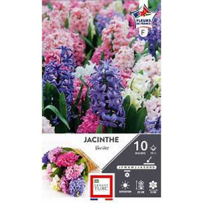 JACINTHE WOODSTOCK 15/+ X5 E TURC