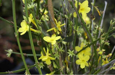 JASMINUM nudiflorum