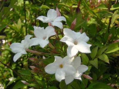 JASMINUM officinalis