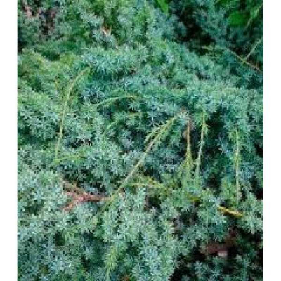 JUNIPERUS chinensis Blue alps